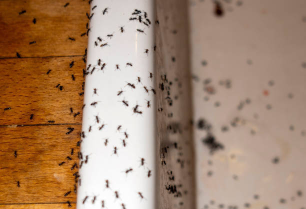 Best Ant Control Services  in Fort Rucker, AL